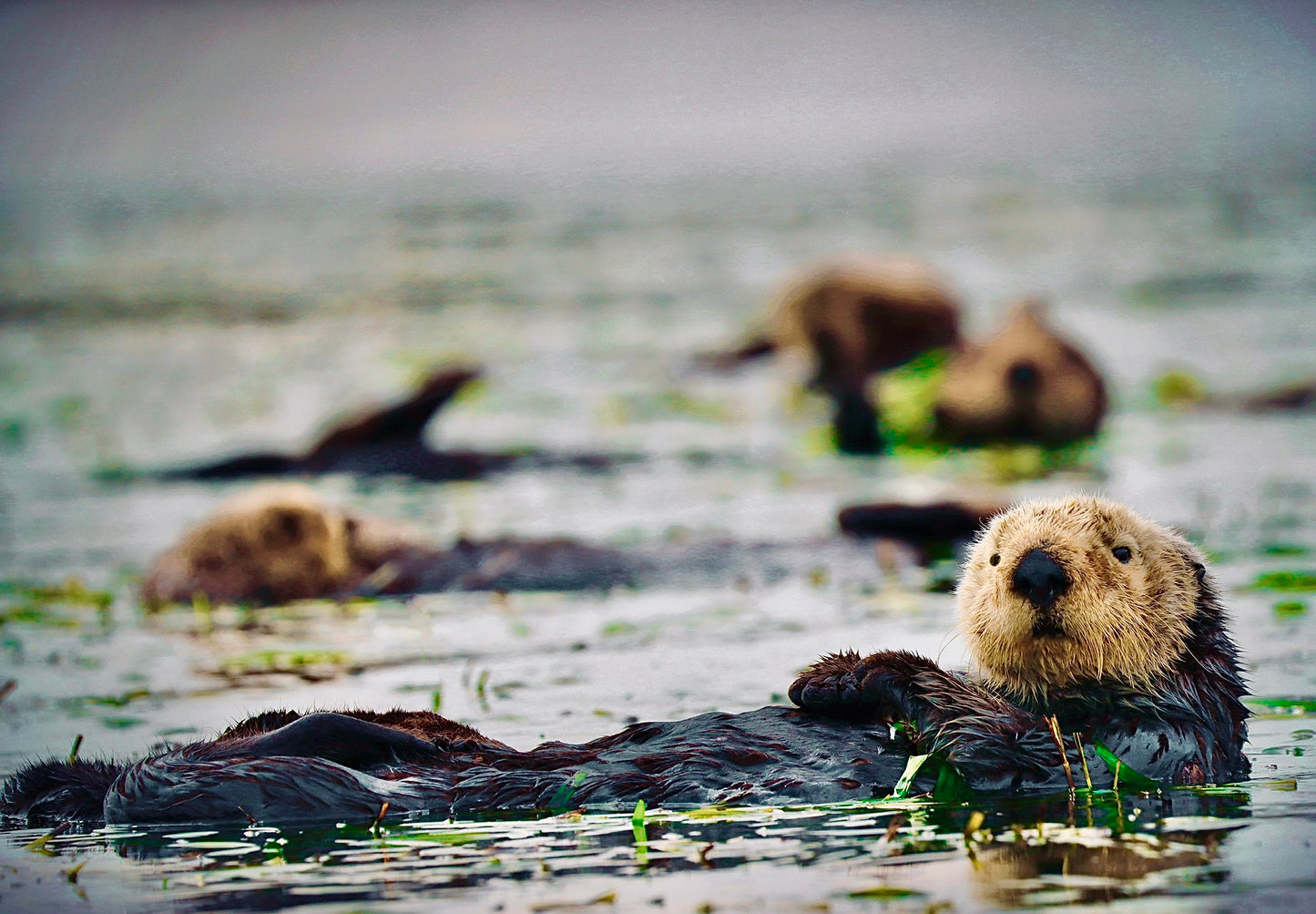 Raft of Sea Otters
