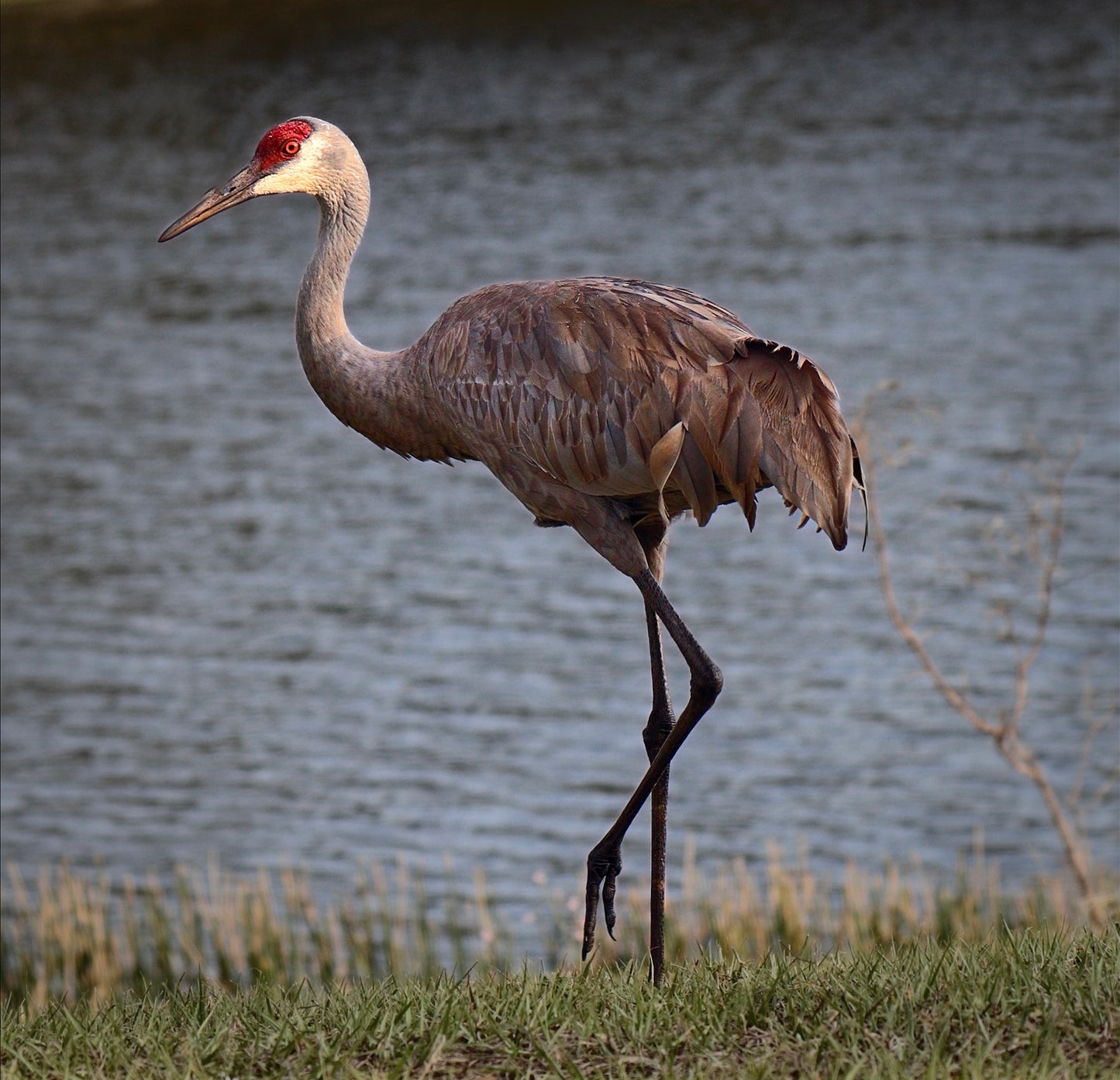Sandhill Crane