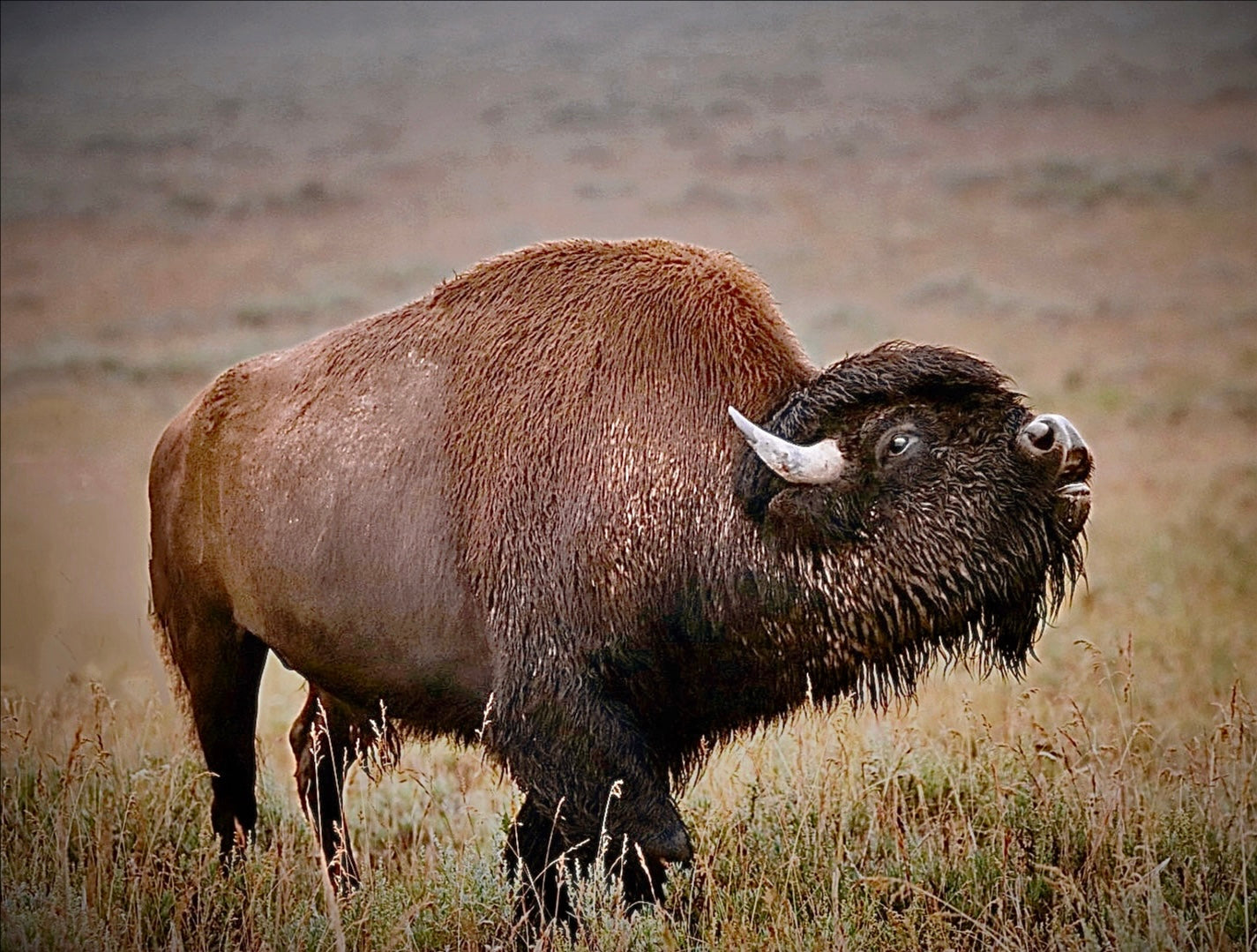 Bellowing Bison