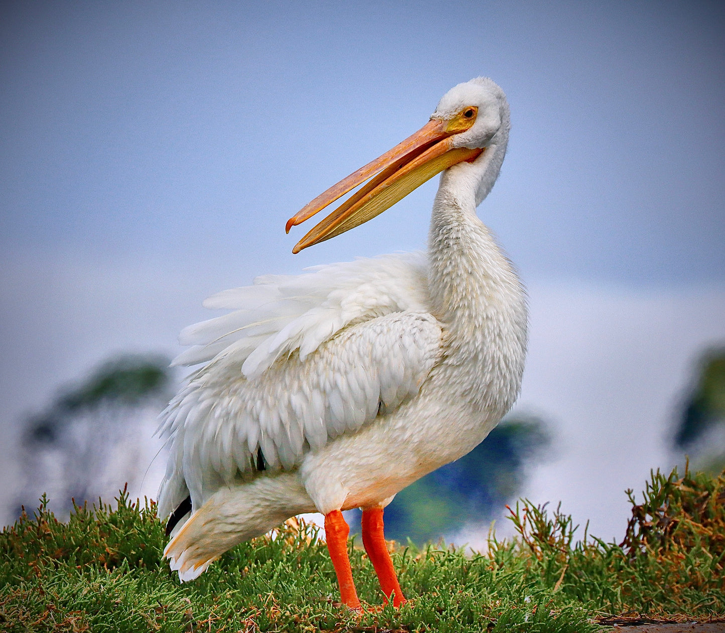 White Pelican