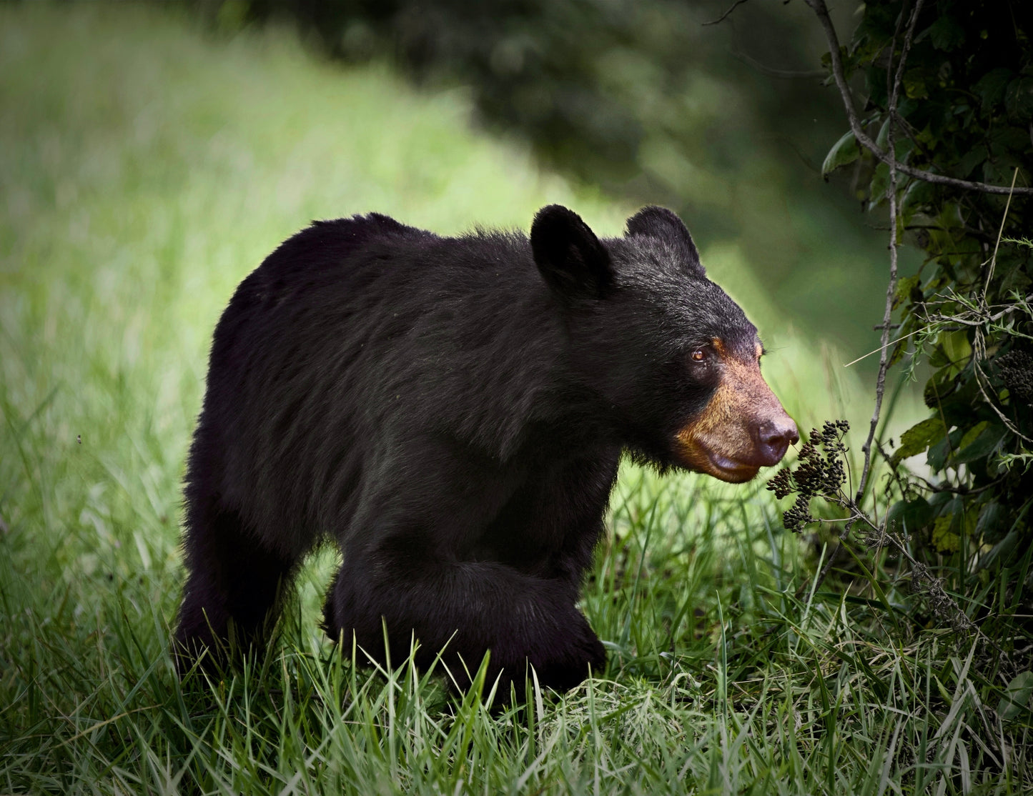 American Black Bear