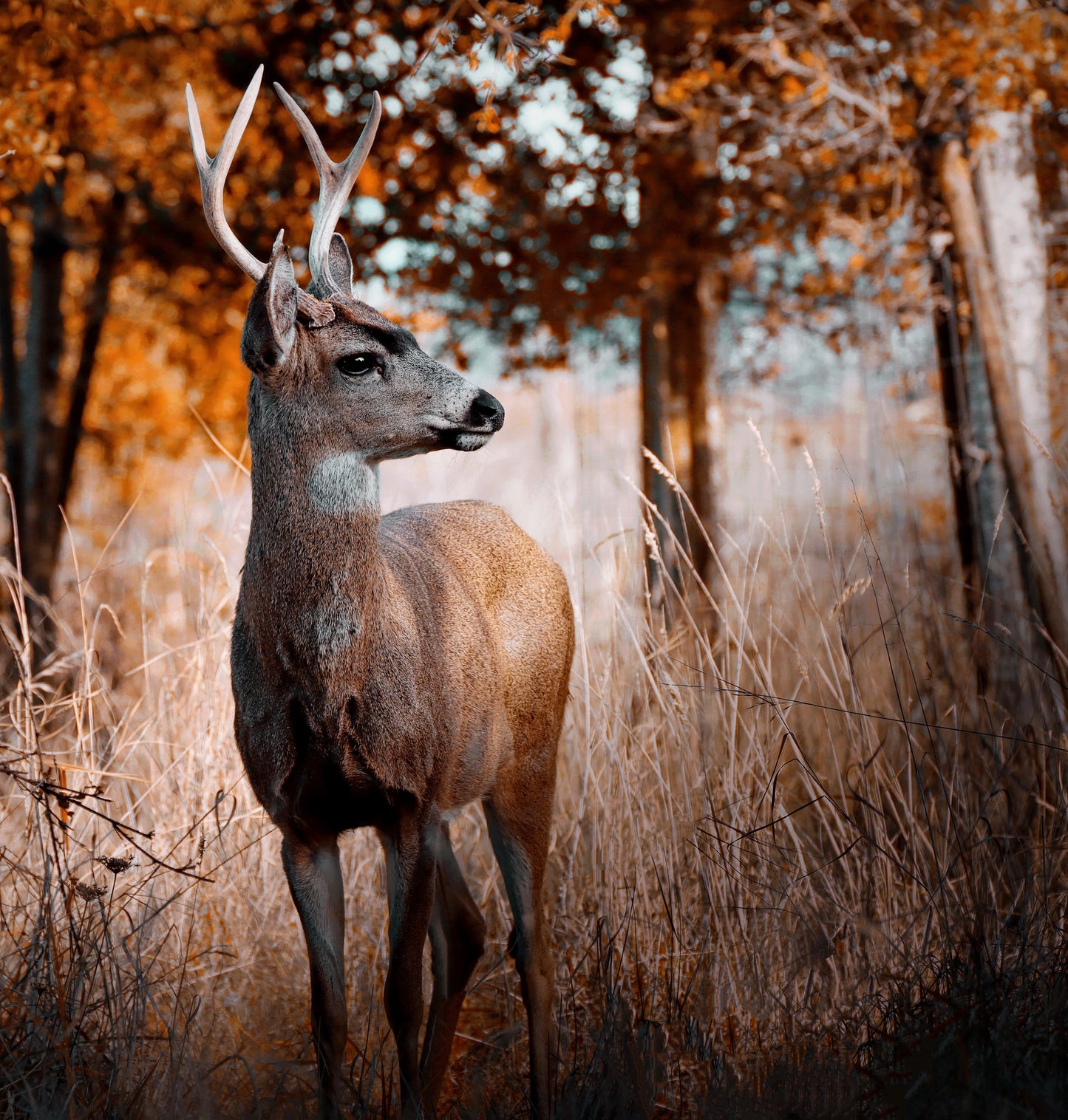 Autumn Blacktail Buck