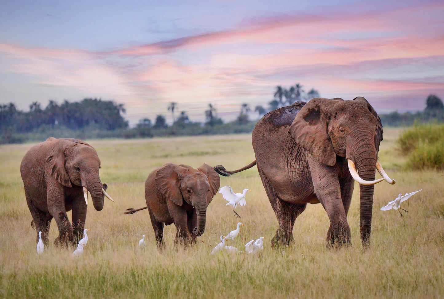 Elephant Family