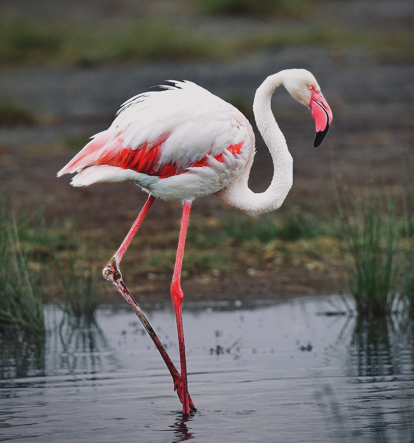 Wading Flamingo