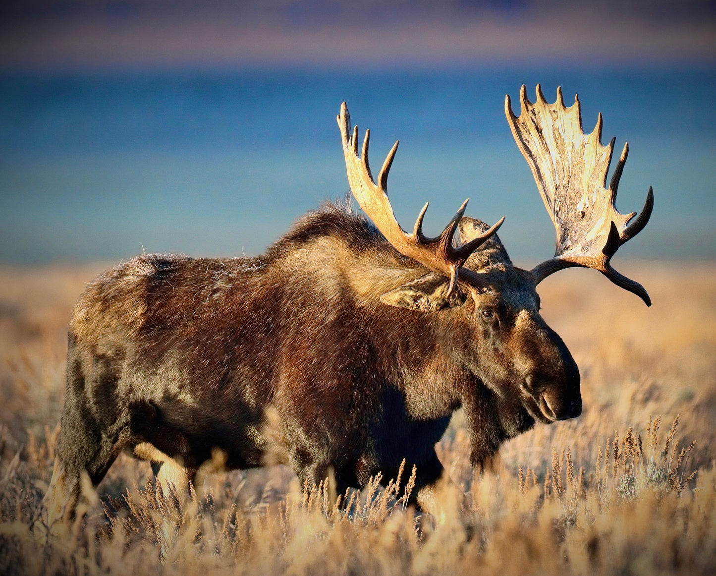 Golden Hour Moose