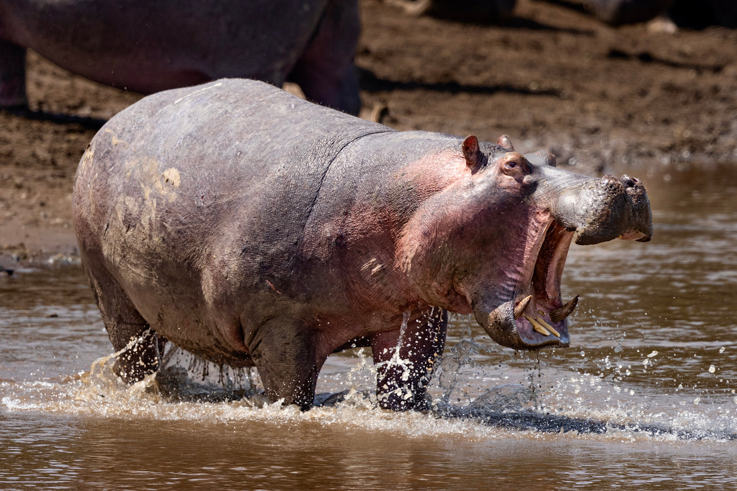 Charging Hippo