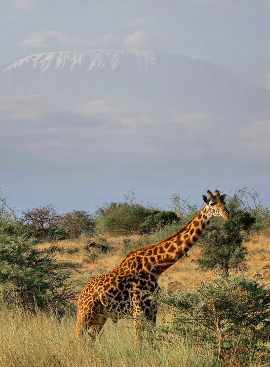 Mount Kilimanjaro Giraffe