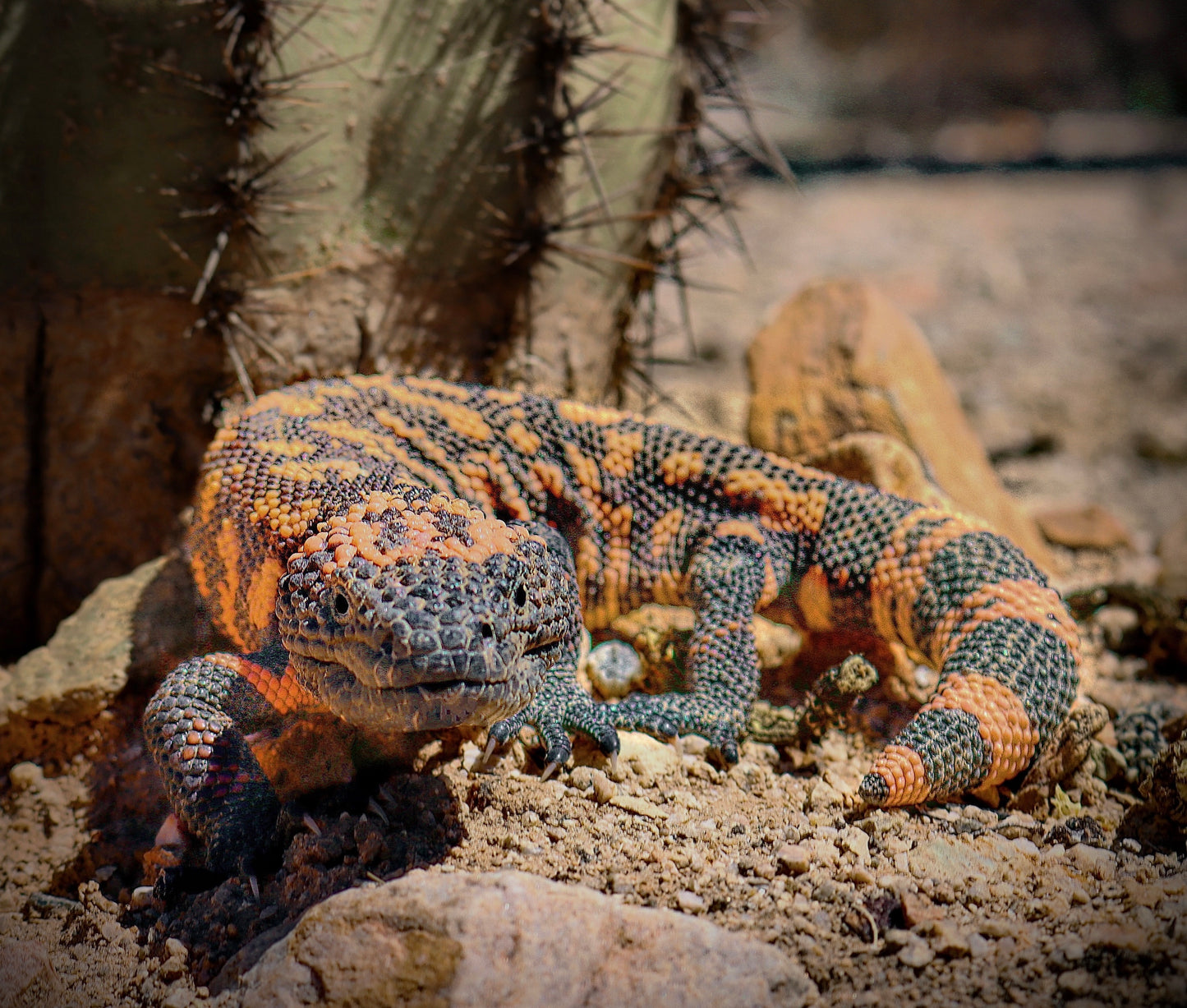 Gila Monster