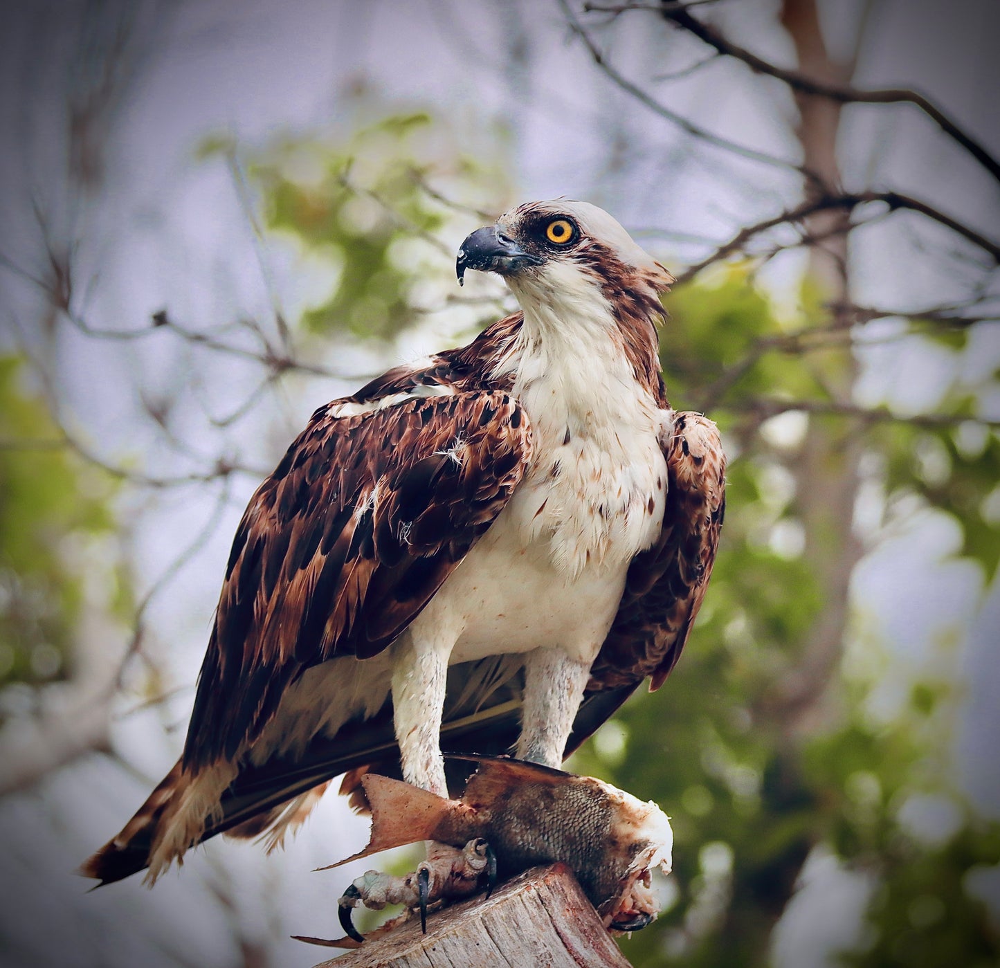 Osprey Dinner