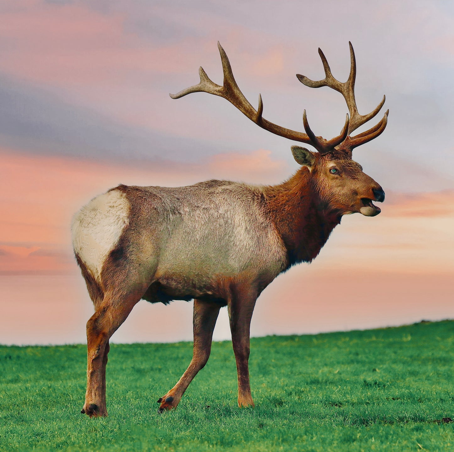 Bull Elk Sunset