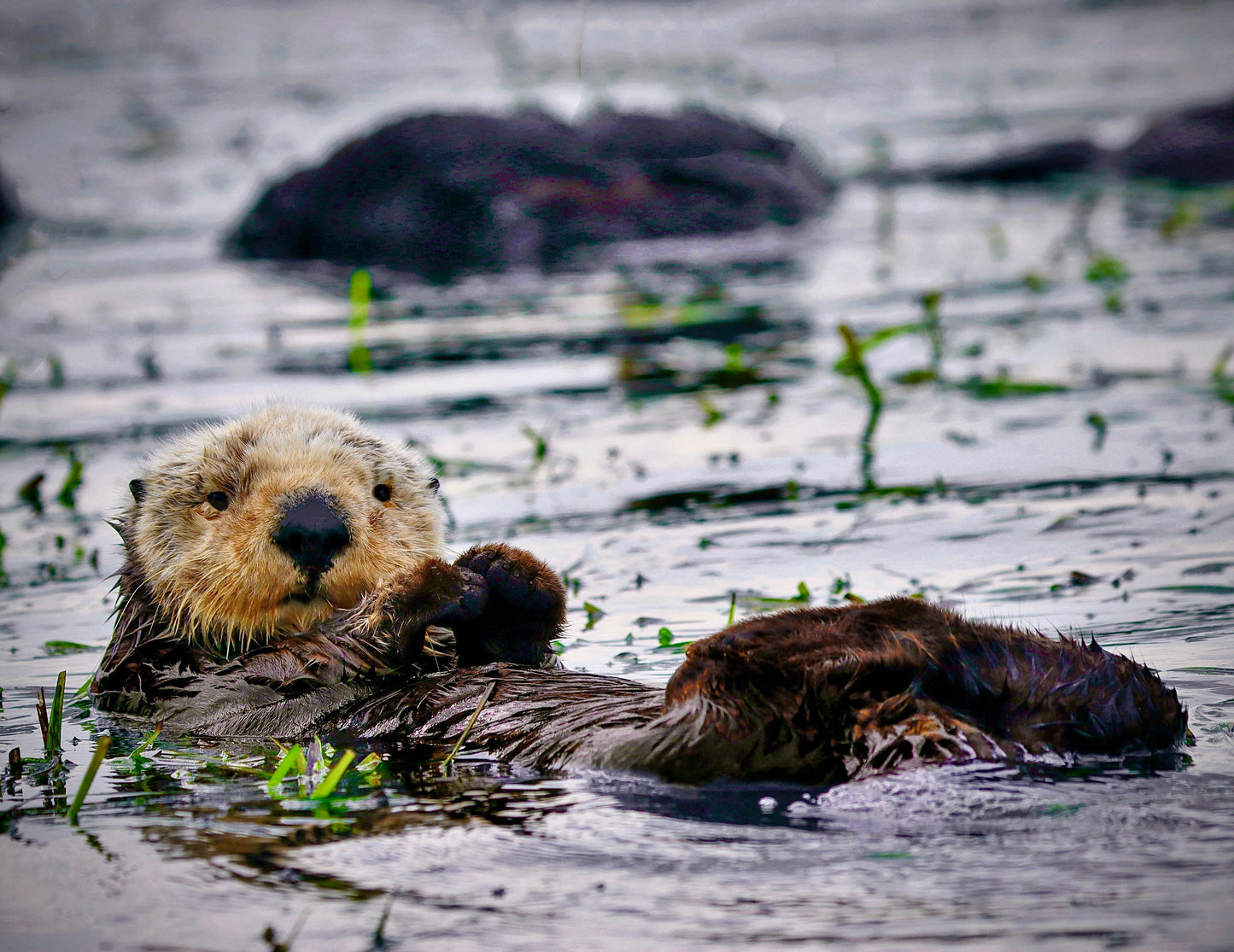 Sea Otter Stare Down