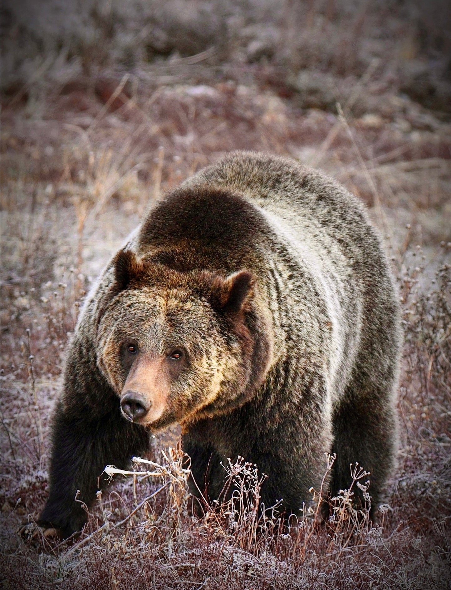 Grizzly Standoff