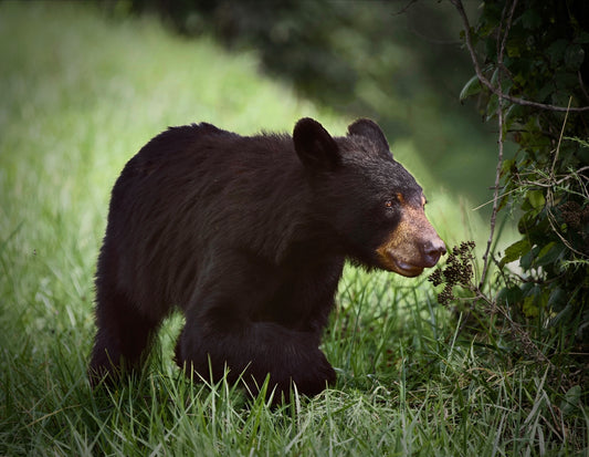 American Black Bear