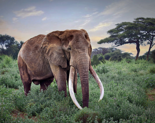 King of Amboseli