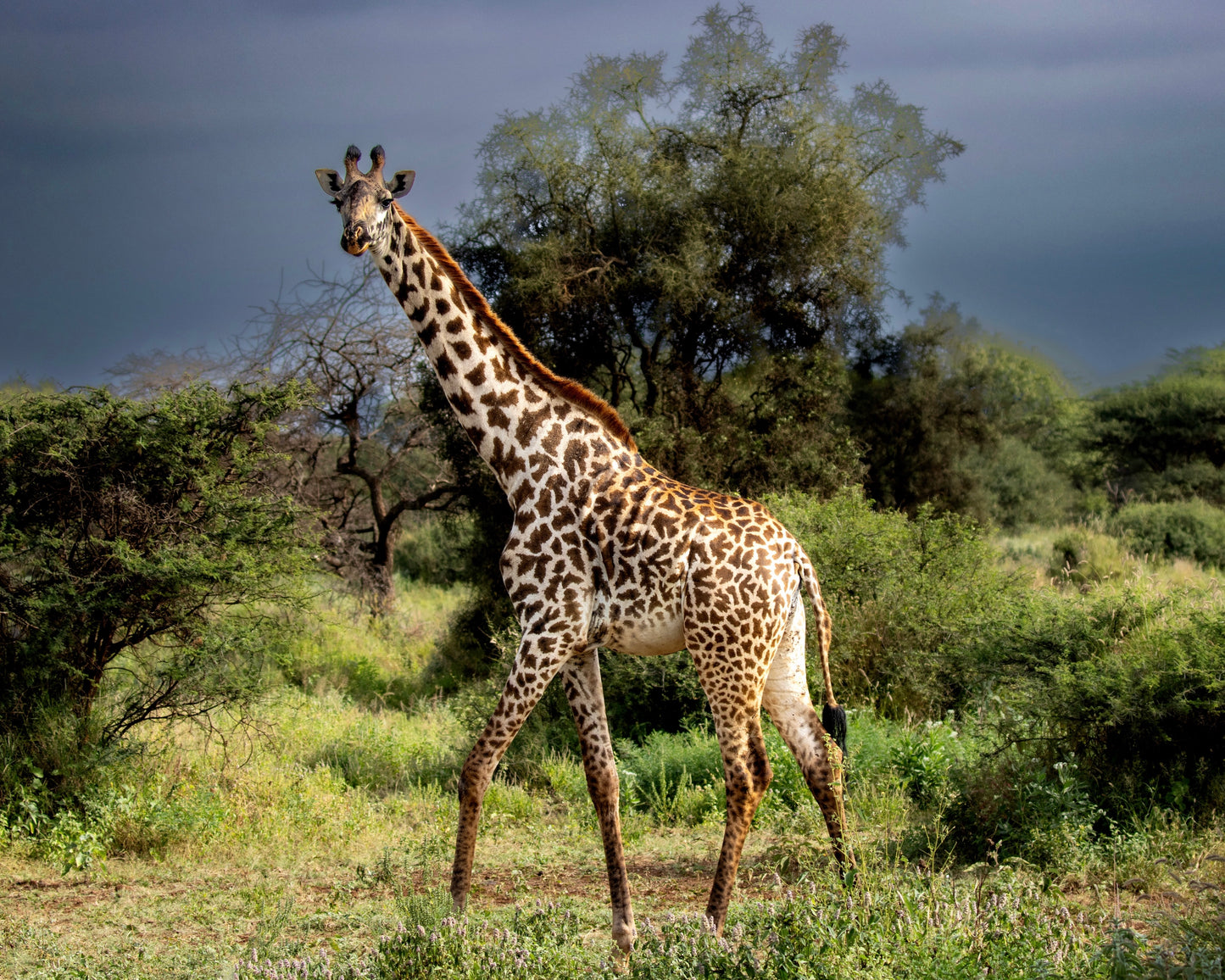 Grazing Giraffe