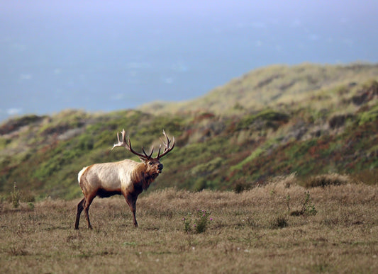 Point Reyes Bugle