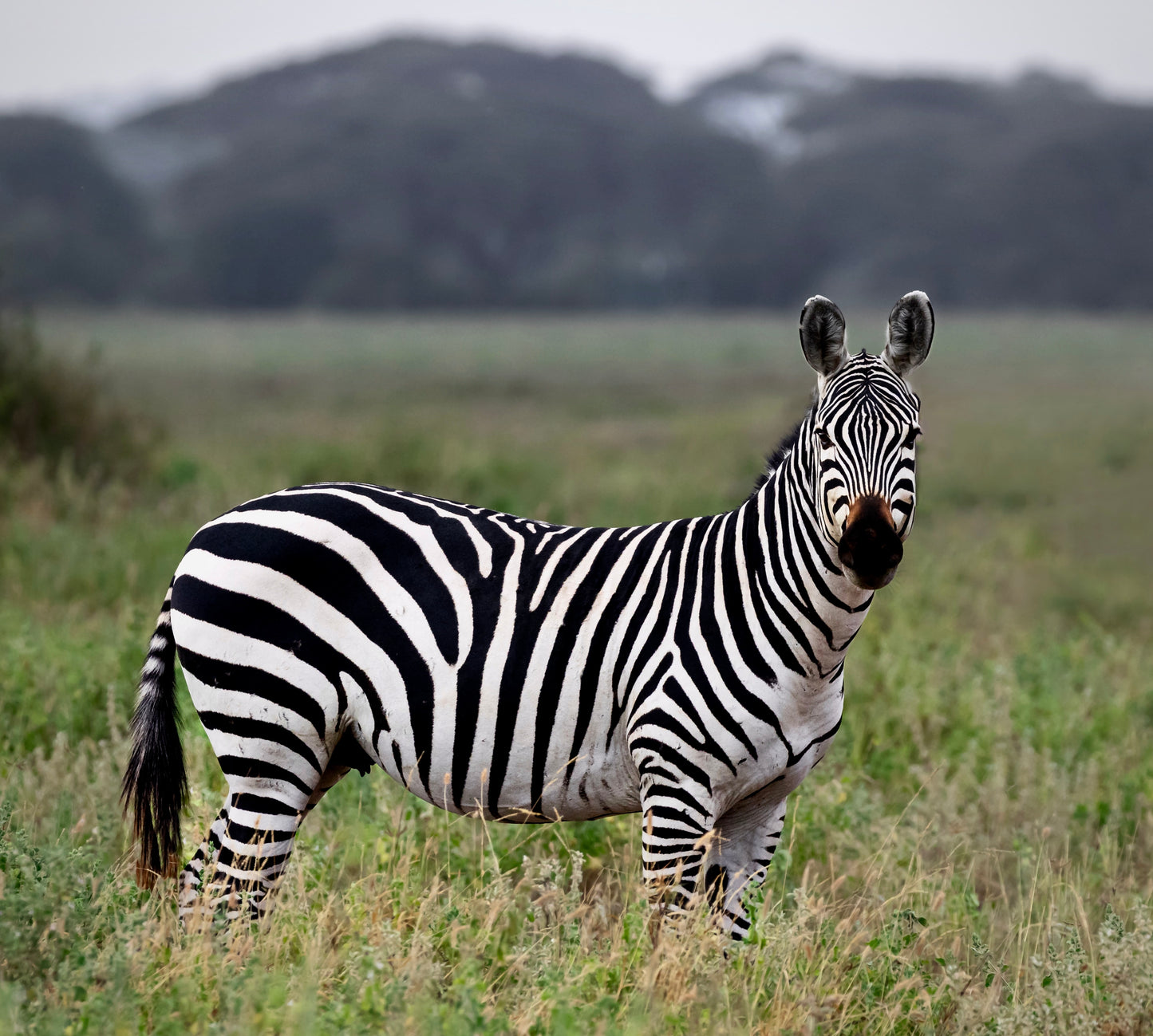 Stripes of Amboseli