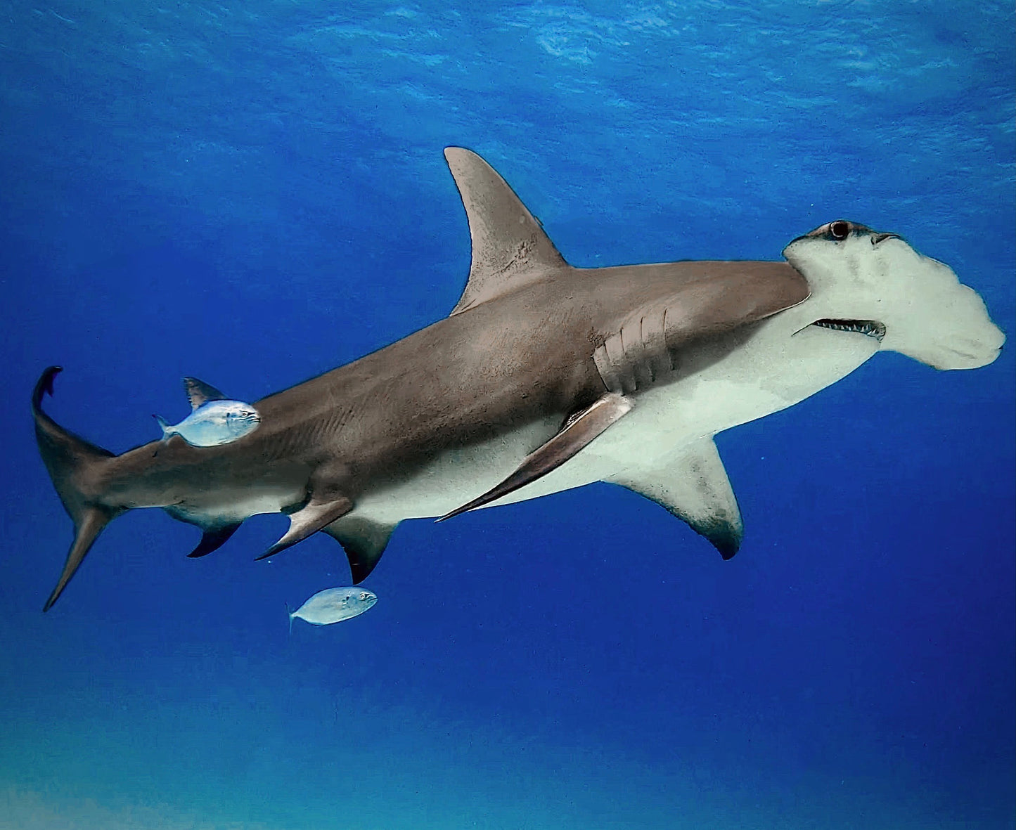 Great Hammerhead