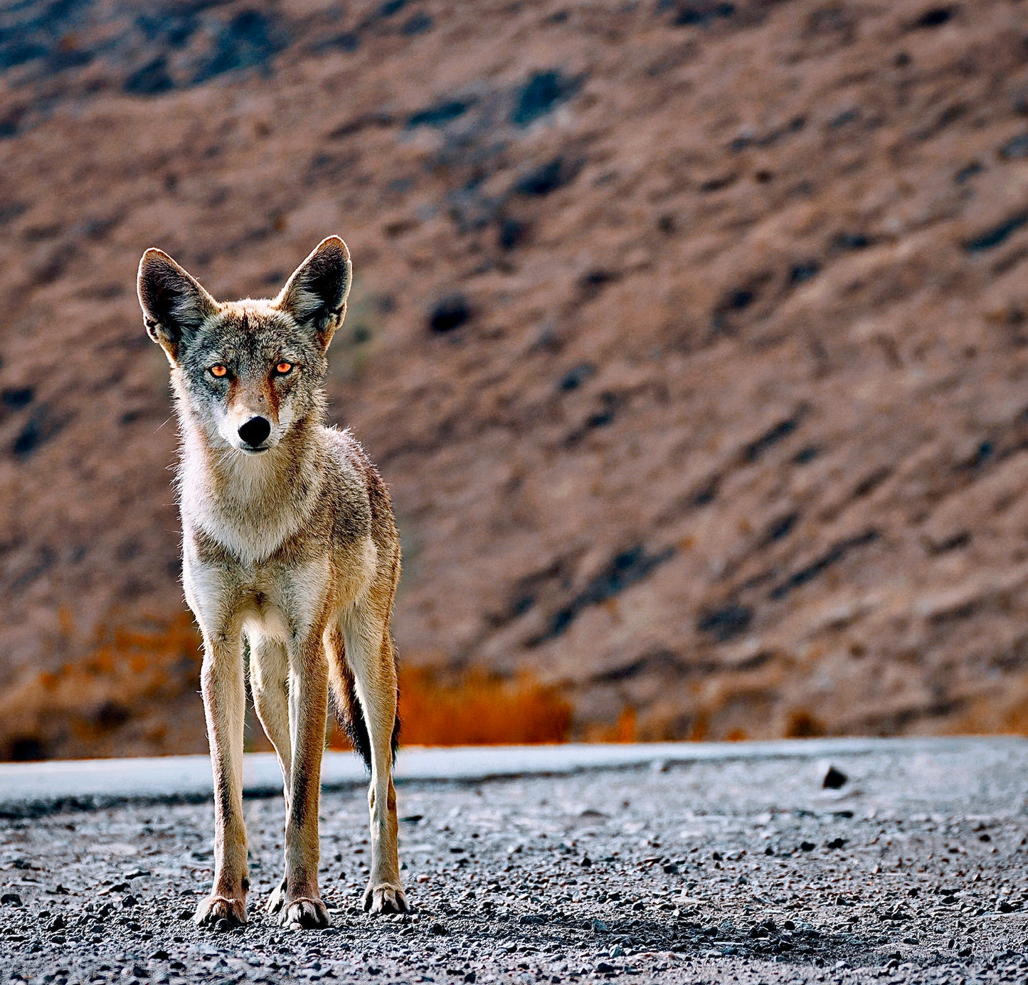 Hitchhiker