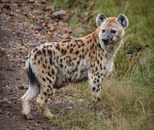 Queen Alpha Hyena