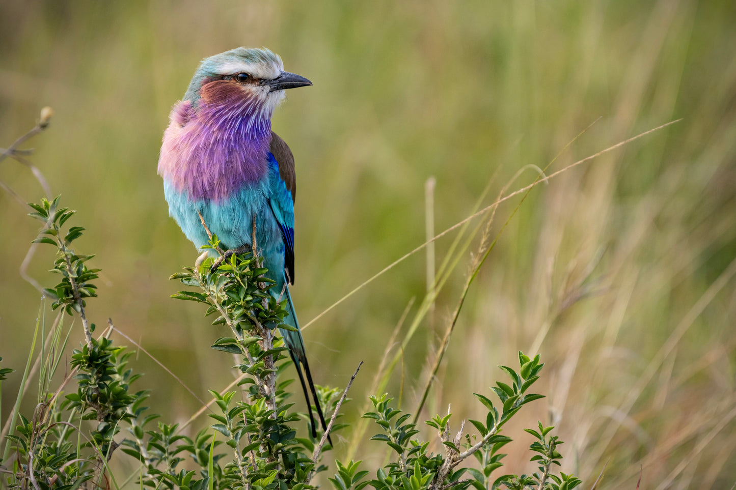 Lilac Breasted Roller